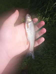Chub