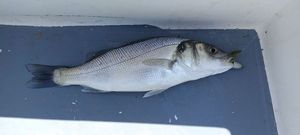 European Bass (Seabass)