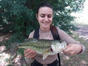 Largemouth Bass