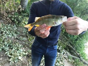 European Perch