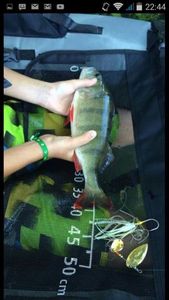European Perch