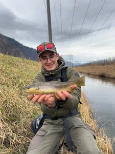 Brown Trout