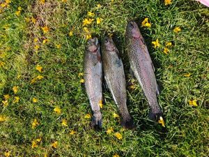 Rainbow Trout