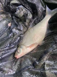 Common Bream