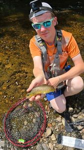 Brown Trout