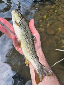 Brown Trout