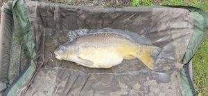 Mirror Carp