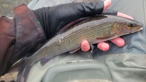 Grayling