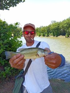 Largemouth Bass