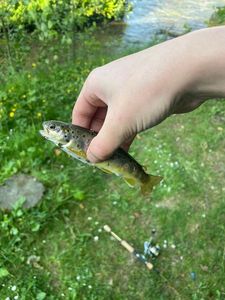 Brown Trout