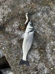 European Bass (Seabass)