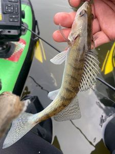 Zander