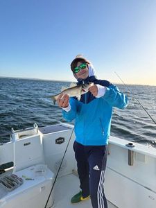 European Bass (Seabass)