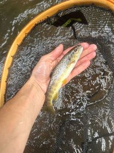 Brown Trout