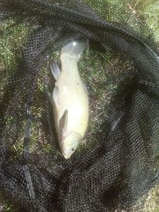 Tench
