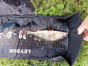 European Perch