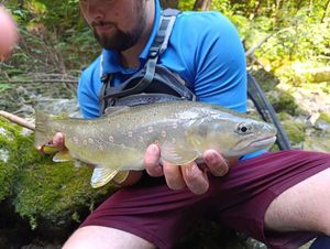 Brown Trout