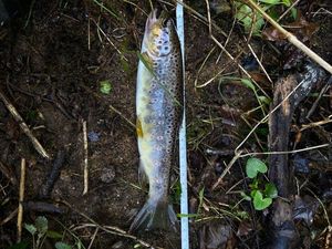 Brown Trout