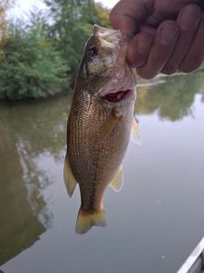 Largemouth Bass