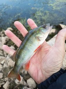 European Perch
