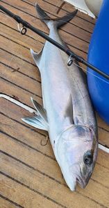Greater Amberjack
