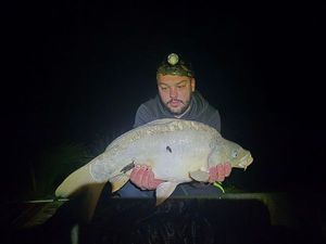 Mirror Carp