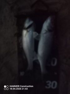 European Bass (Seabass)