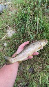 Brown Trout
