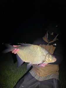 Common Bream