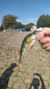 European Perch