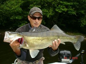 Zander