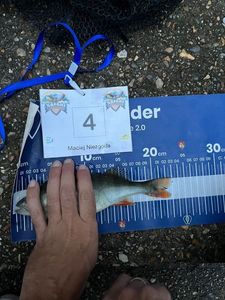 European Perch