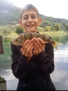 European Perch