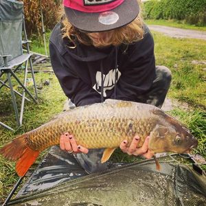Common Carp