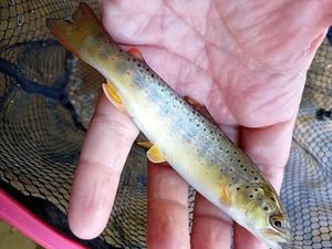 Brown Trout