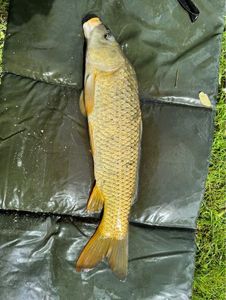 Common Carp