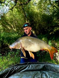 Common Carp