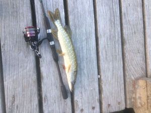 Chain Pickerel