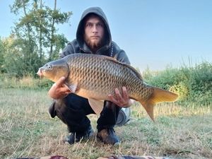 Common Carp