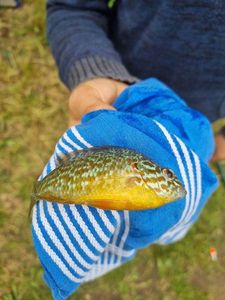 Green Sunfish