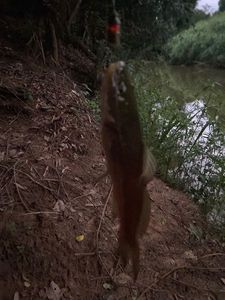 Loup de Mer