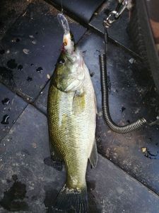 Smallmouth Bass