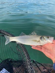 European Bass (Seabass)