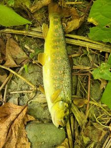 Brown Trout