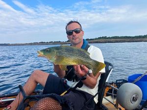 Ballan Wrasse