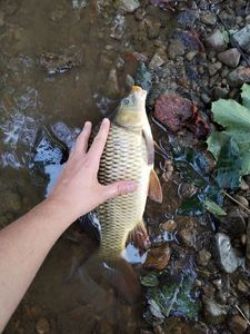 Common Carp