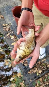 Crucian Carp