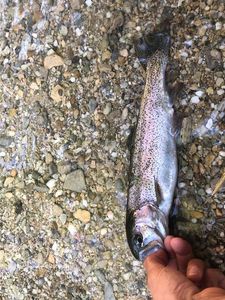 Rainbow Trout