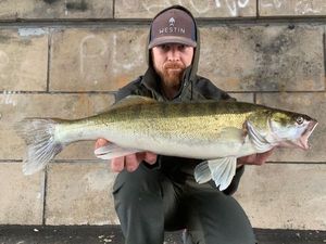 Zander