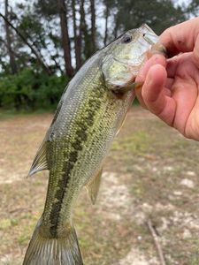 Largemouth Bass